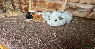 Guinea Pig rodents - Advert 4