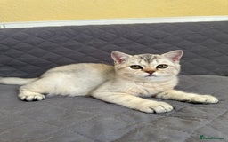 British Shorthair cats for sale: Stunning British Shorthair Kittens & adule cat - Image 29