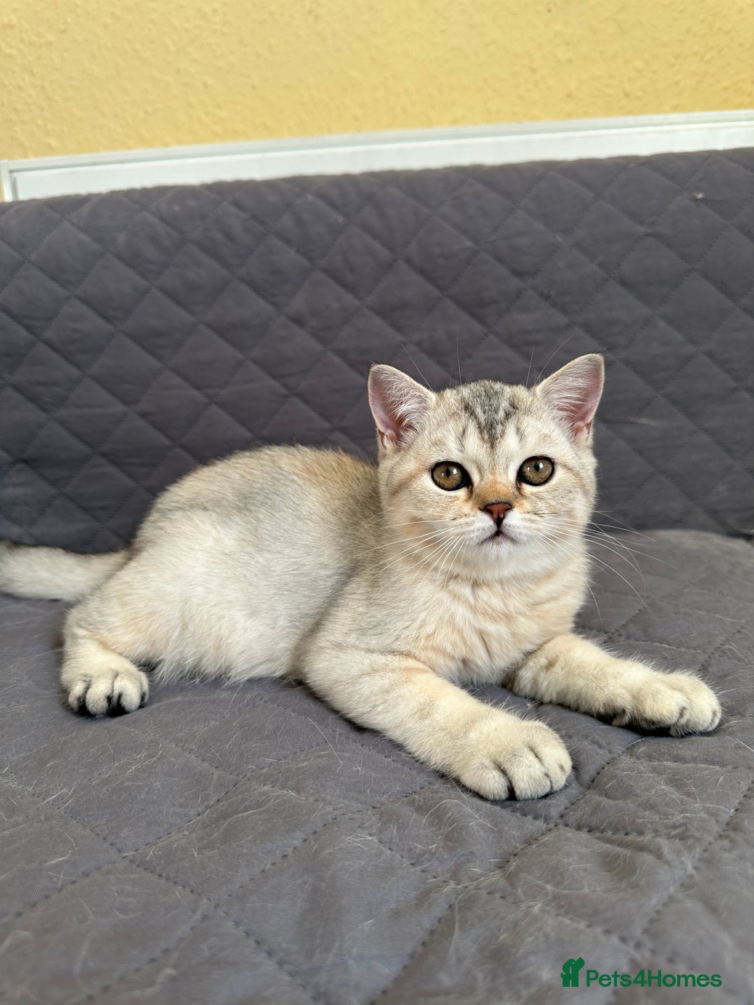British Shorthair cats for sale: Stunning British Shorthair Kittens & adule cat - Image 29