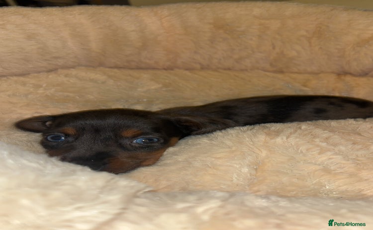 Miniature Dachshund dogs - Advert 16