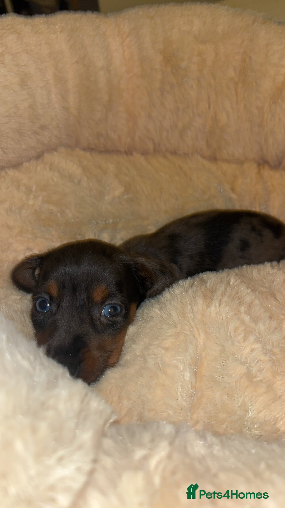 Miniature Dachshund dogs for sale: Miniature dachshund puppy female -Muffin - Image 1