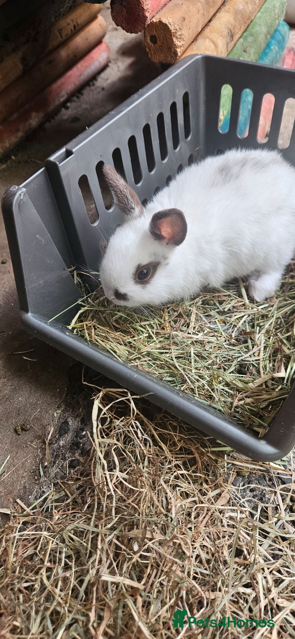 Mixed Breed rabbits They are mix Rex and Dutch  - Advert 11