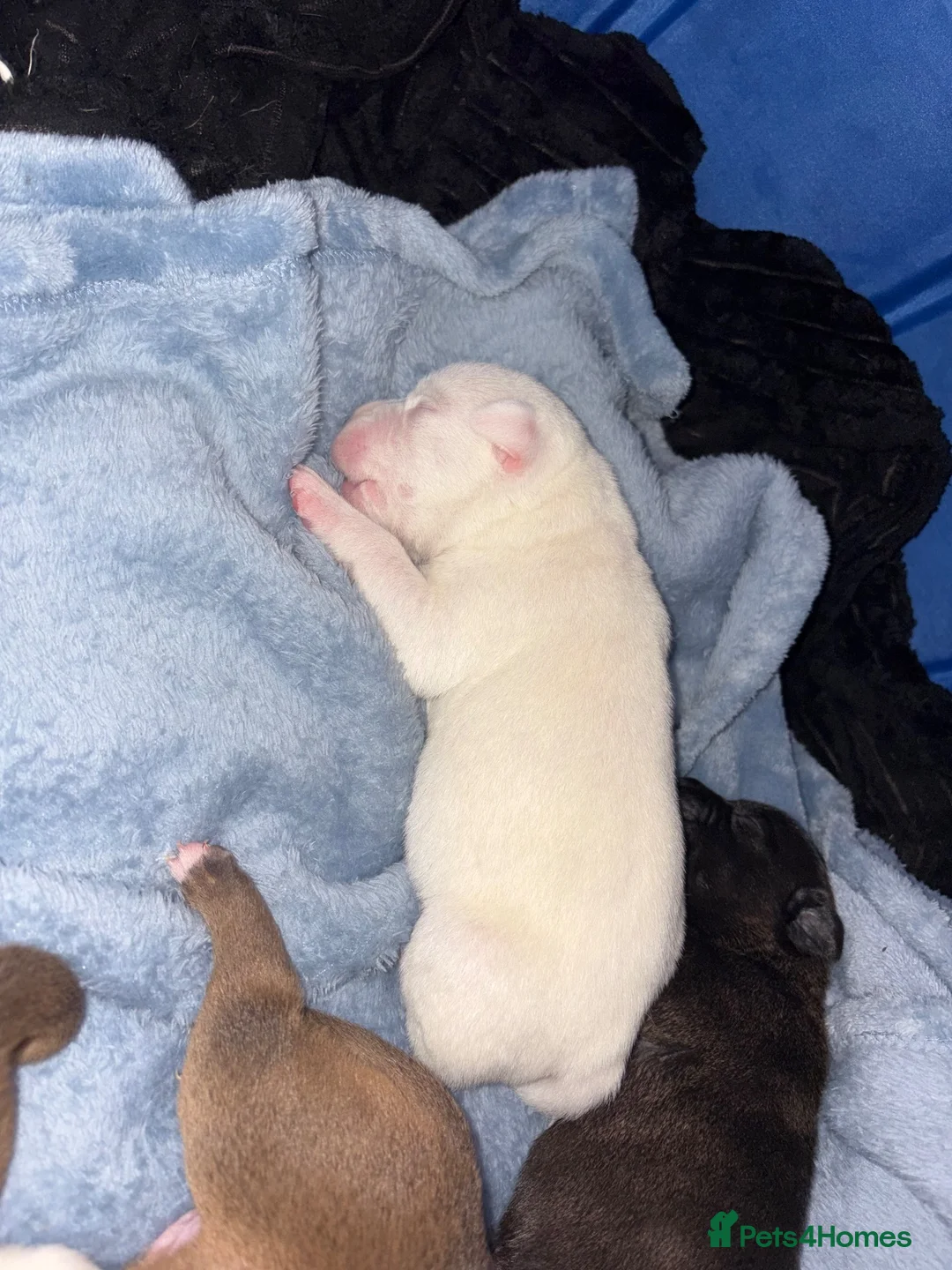 Mixed Breed dogs for sale: Staffie puppies - Advert 10