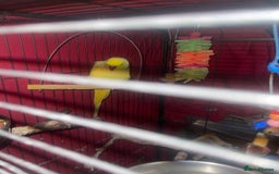 Parrots birds for sale: Indian ring neck  - Image 4