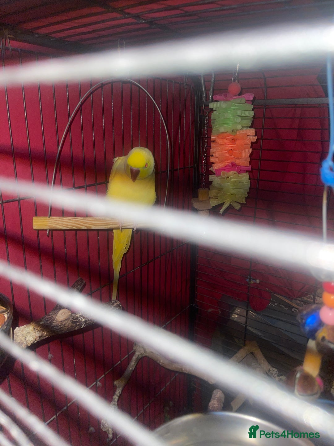 Parrots birds for sale: Indian ring neck  - Image 4