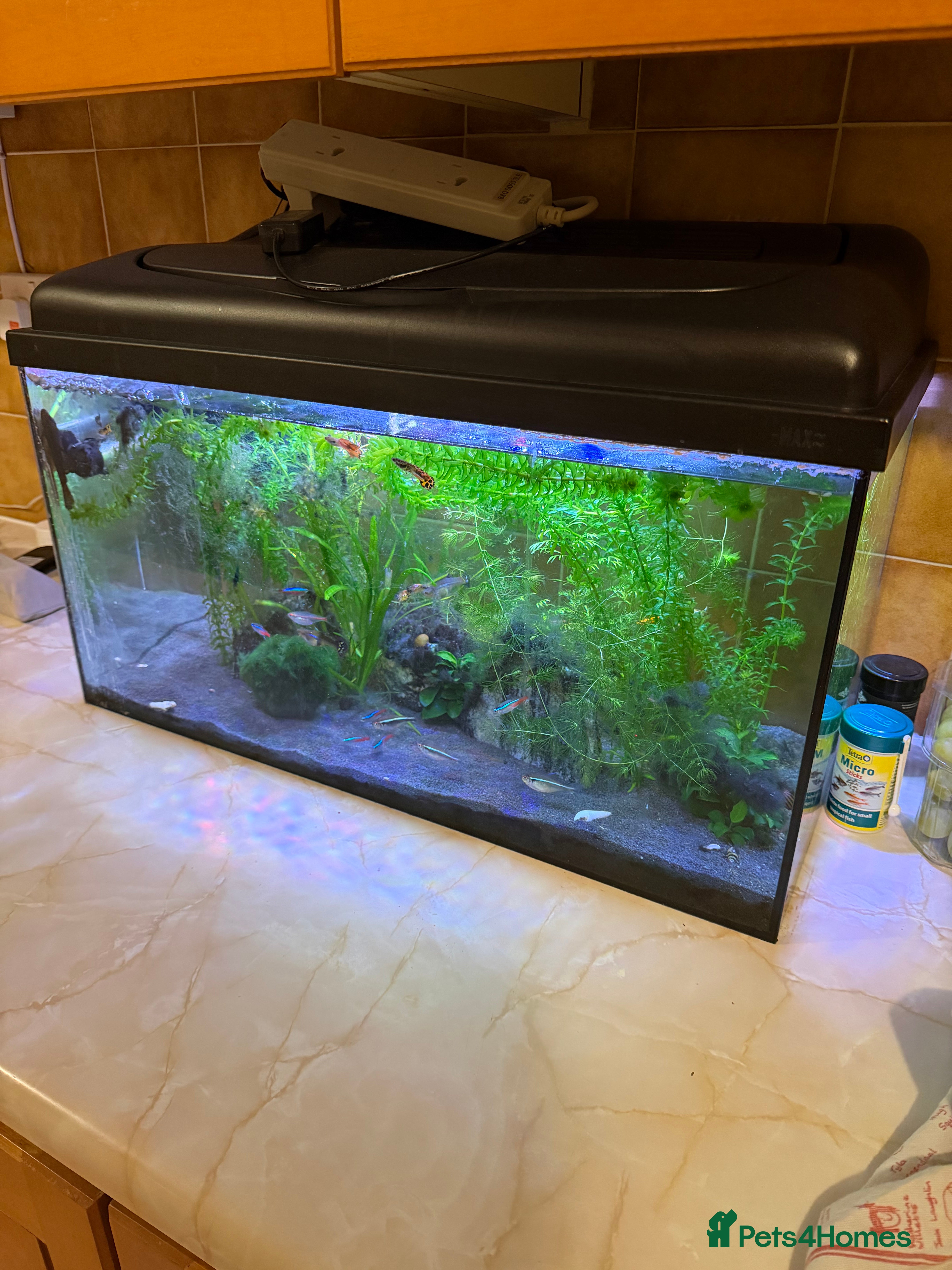 Other/Mixed Breed fish Complete Community aquarium - Advert 1