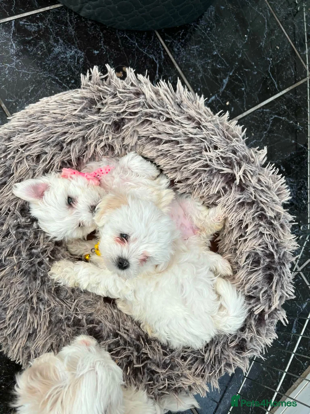 Maltese dogs for sale: Beautiful full breed Maltese puppies in Walsall - Advert 7