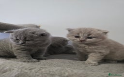 British Shorthair cats for sale: Beautiful GCCF register BSH and BLH - Advert 7