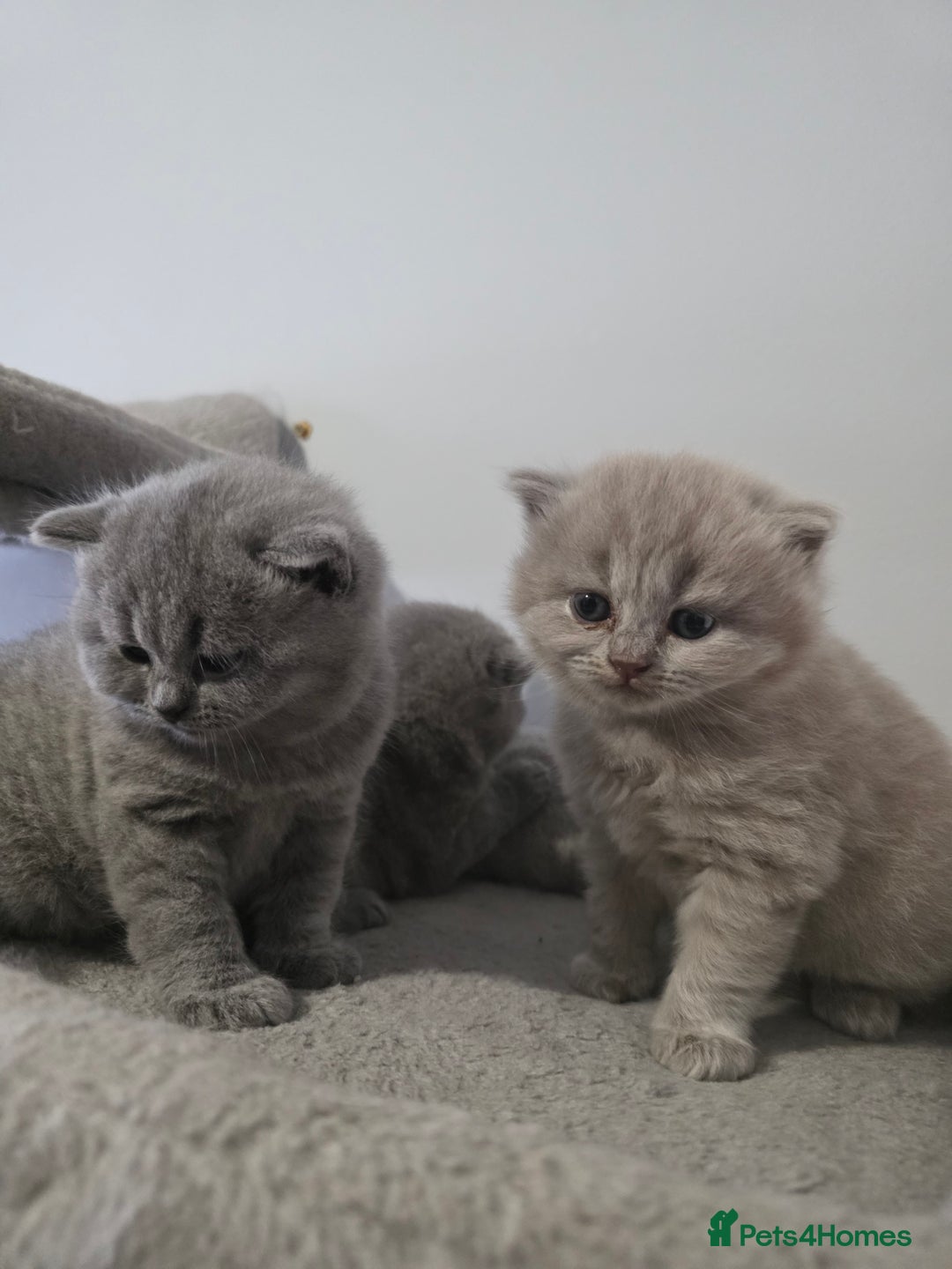 British Shorthair cats for sale: Beautiful GCCF register BSH and BLH - Advert 7