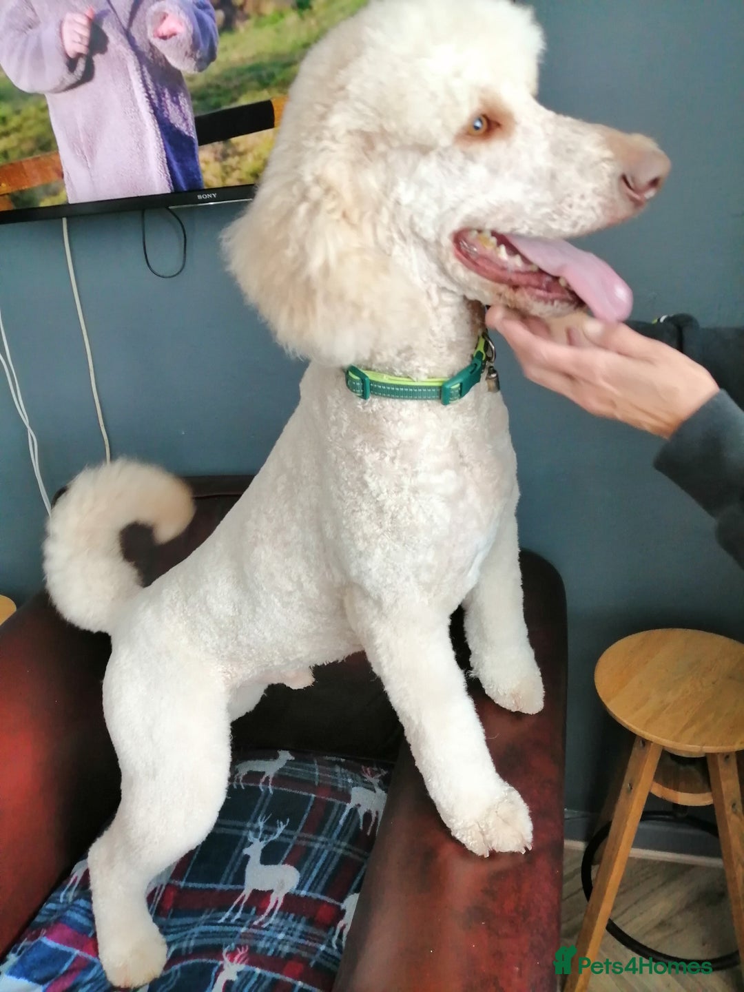 Standard Poodle dogs for stud: Proven Standard Poodle For Stud in Belper - Image 5
