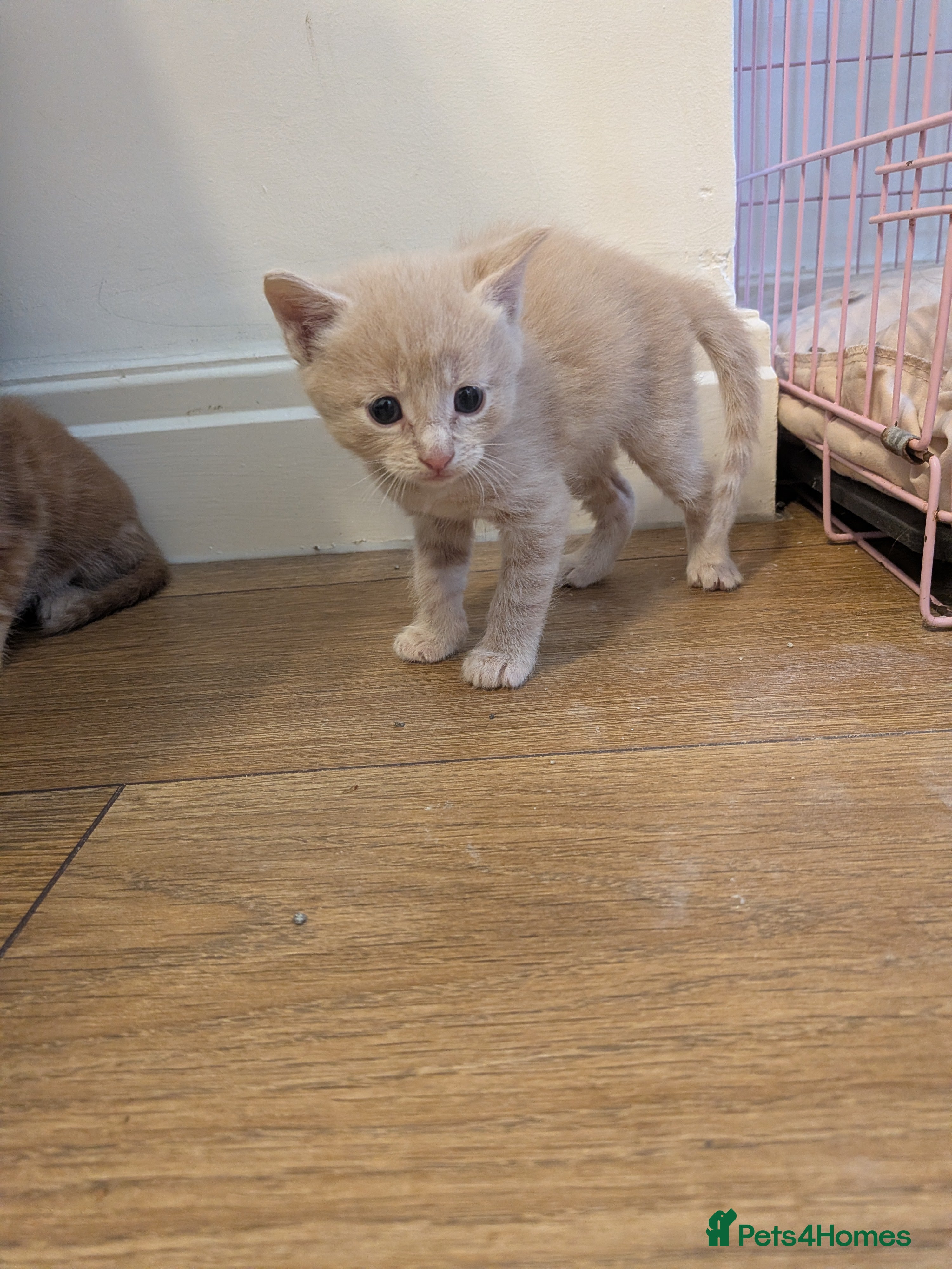 Maine Coon cats Maincoon mom 3 1/4 Maincoon dad  - Advert 18