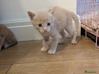 Maine Coon cats Maincoon mom 3 1/4 Maincoon dad - Advert 18