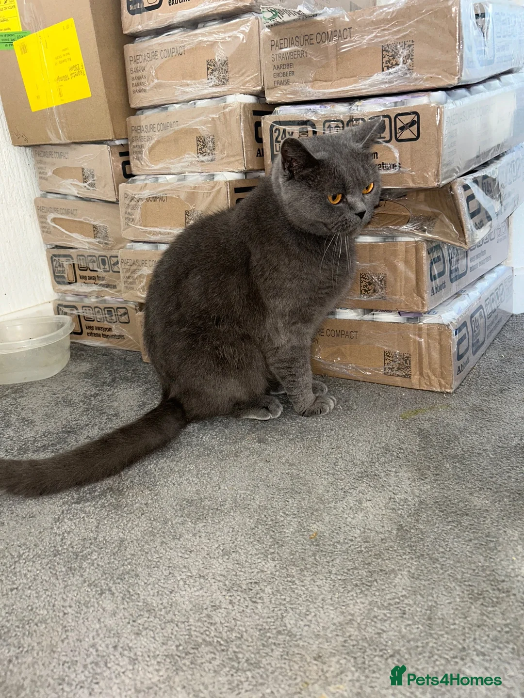 British Shorthair cats for sale: British Short Hair cat  - Advert 2