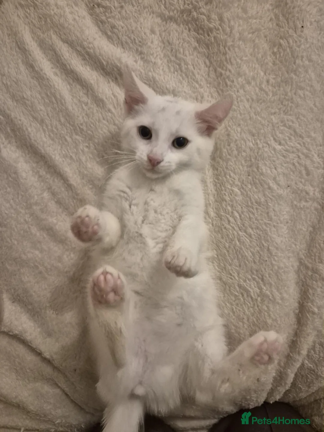 Turkish Angora cats for sale: ✨️🌸Stunning Turkish Angora Females✨️🌸 - Advert 2