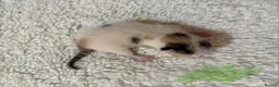 Mixed Breed cats for sale: Gorgeous litter of kittens - Advert 13