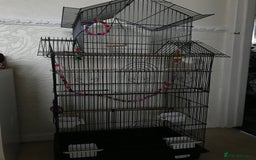 Budgerigars birds for sale: 2 budgies and cage - Image 4