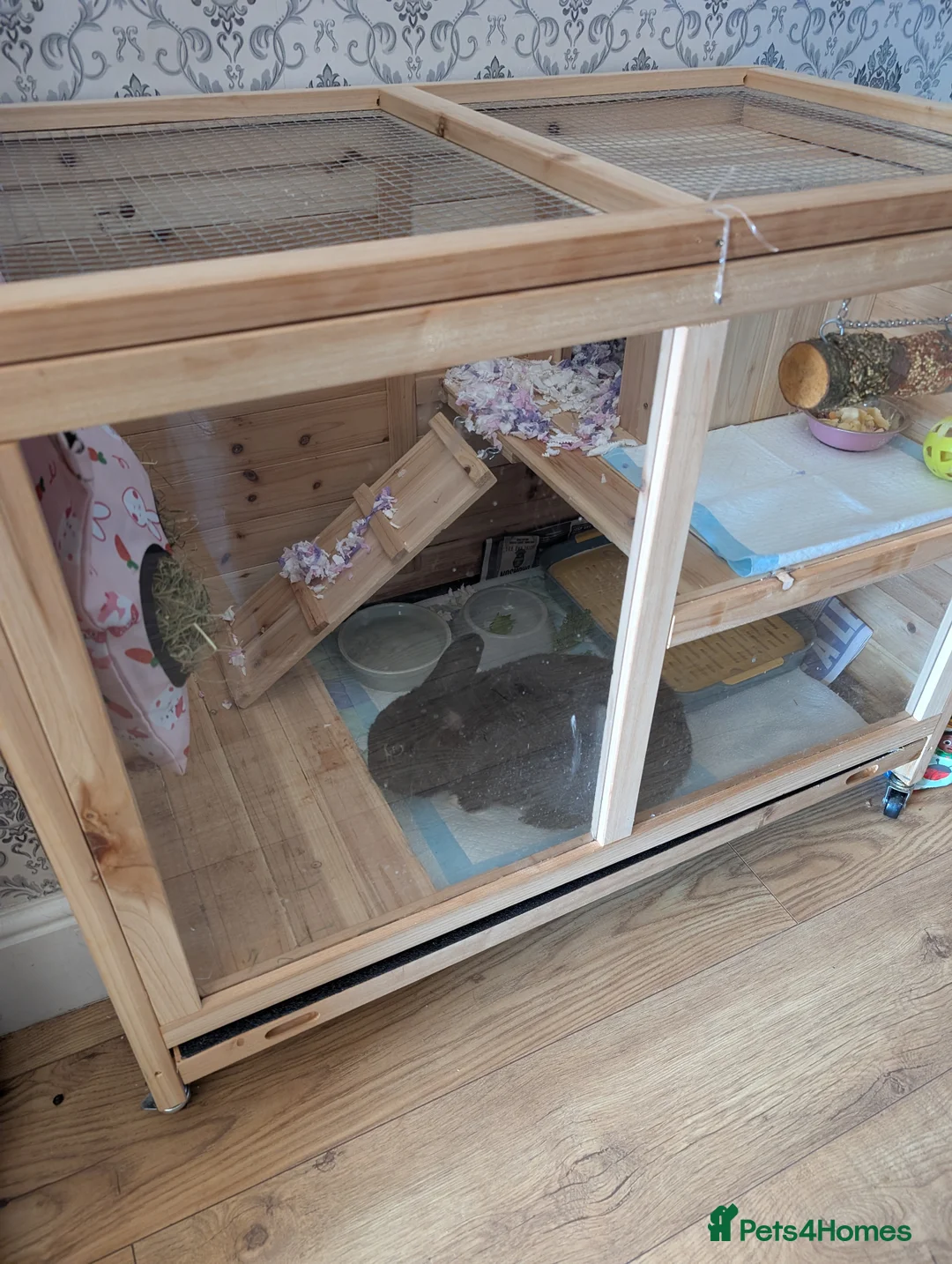 Mixed Breed rabbits for sale: Female rabbit in Mansfield - Advert 3