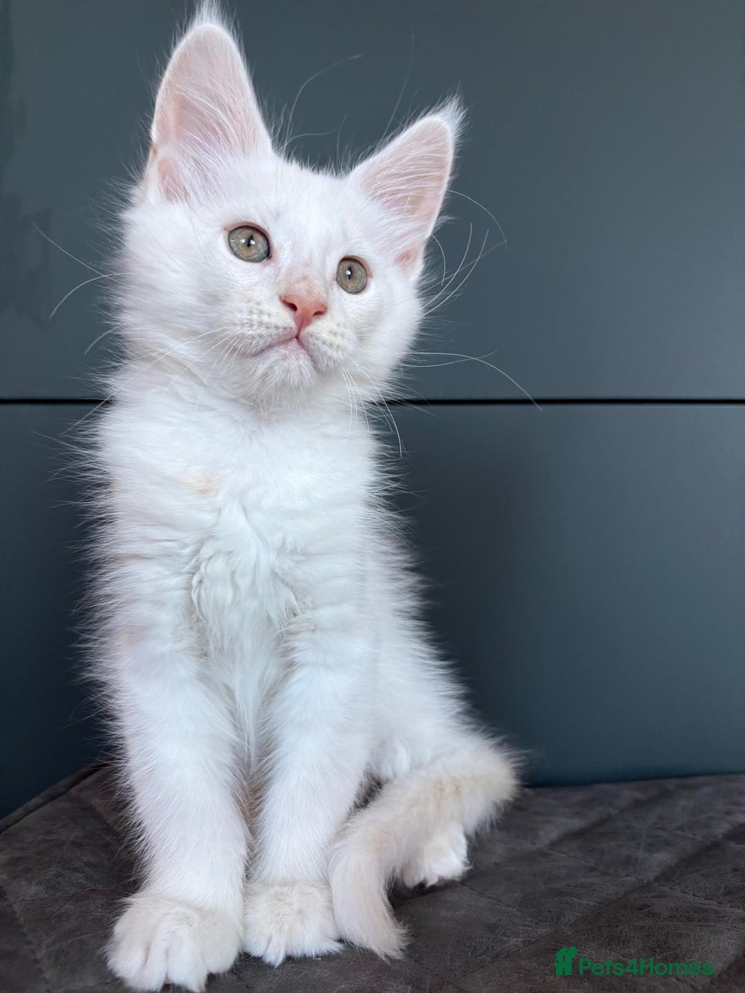 Maine Coon cats for sale: XL Maine Coon Kittens for Sale – TICA Reg - Advert 28