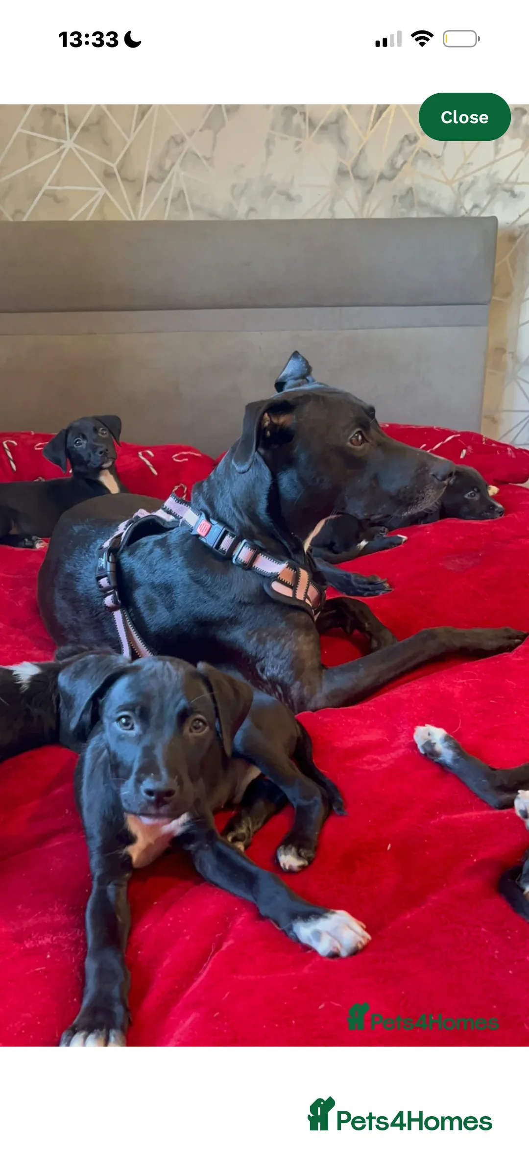 Mixed Breed dogs for sale: Borer collie & lurcher in Wishaw - Advert 2