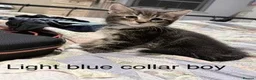 Mixed Breed cats for sale:  gorgeous mixed litter of four incredibly sweet - Advert 1