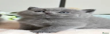 Blue British Shorthair boy 1 