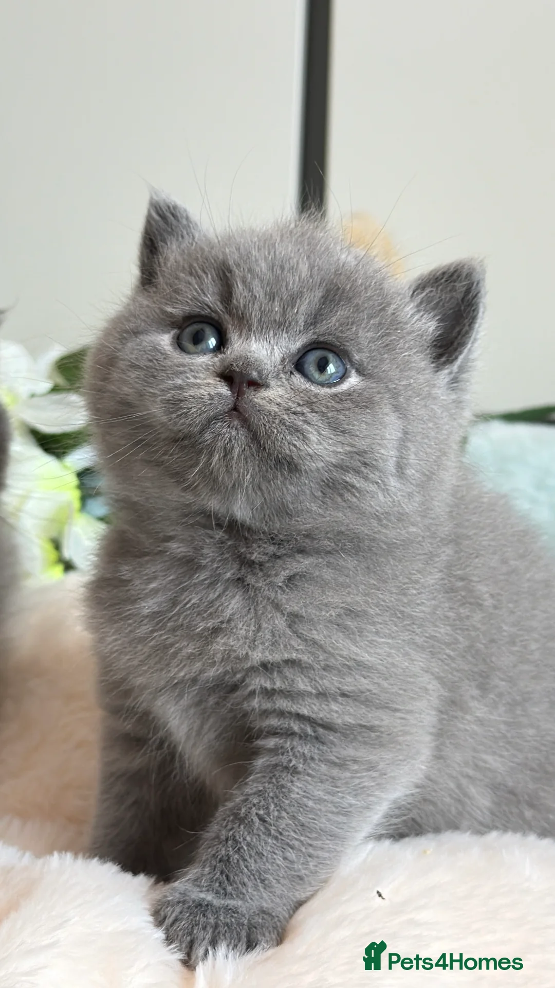British Shorthair cats for sale: Exceptional quality champions line GCCF/TICA  reg - Advert 9