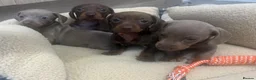 Dachshund dogs for sale: Miniature dachshunds - Advert 7