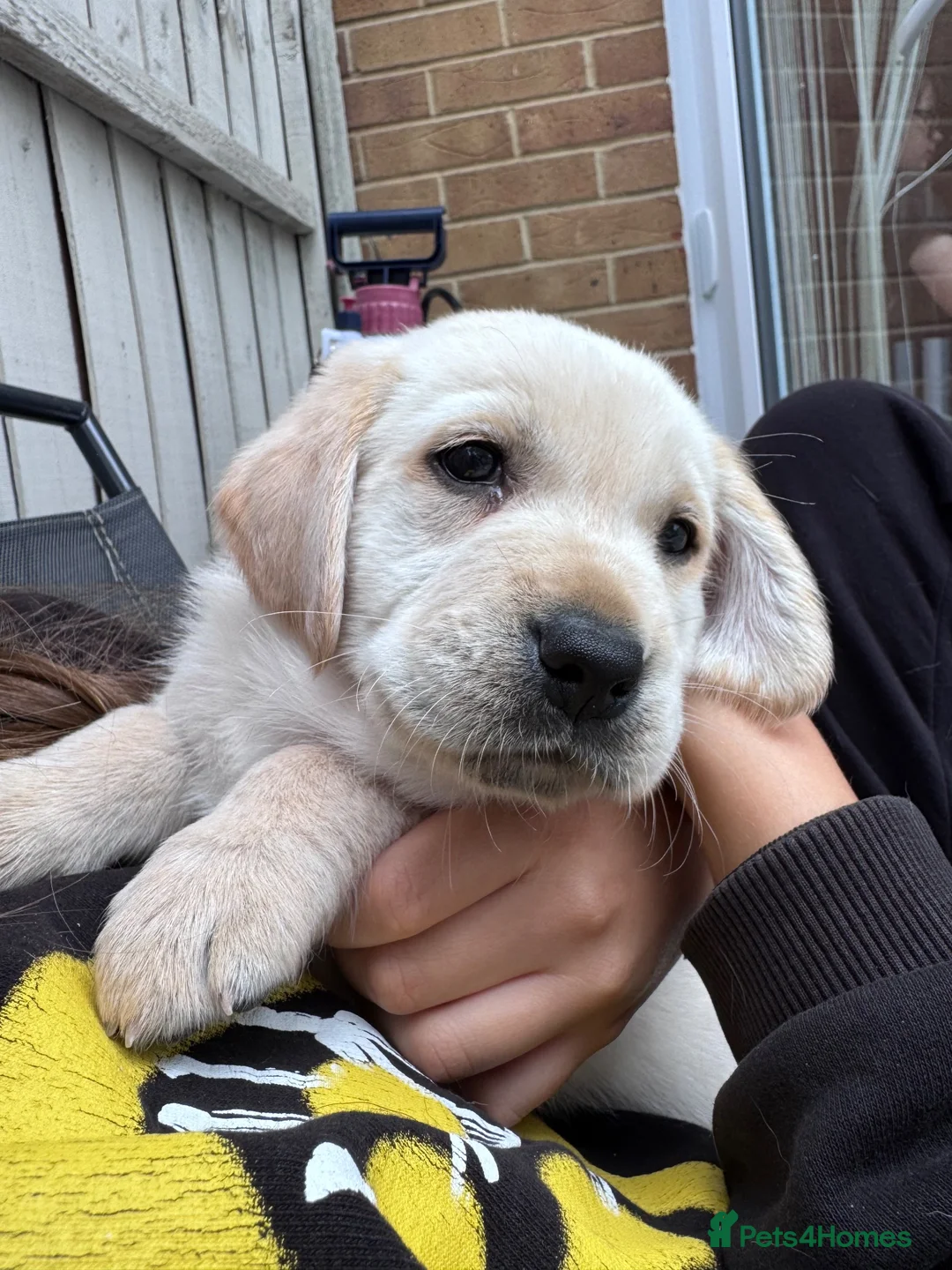 Goldador dogs for sale: GOLDADORABLES 💕 - Advert 1