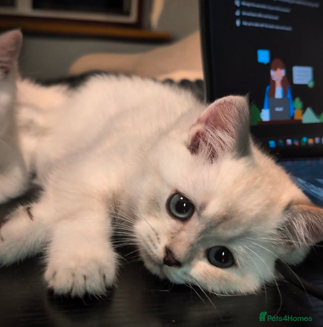 British Shorthair cats for sale: 💙❤️COLORPOINT 🐾BSH 🏆GCCF & TICA reg - Image 23