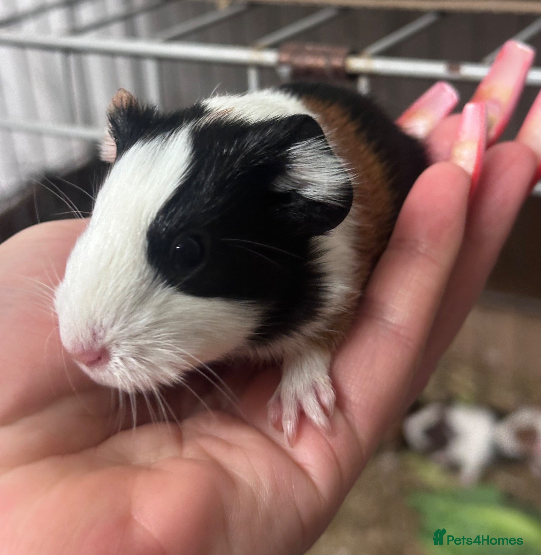 Guinea Pig rodents Gorgeous baby Guineapigs  - Advert 2