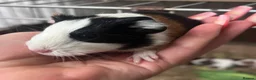 Guinea Pig rodents for sale: Gorgeous baby Guineapigs  - Advert 5