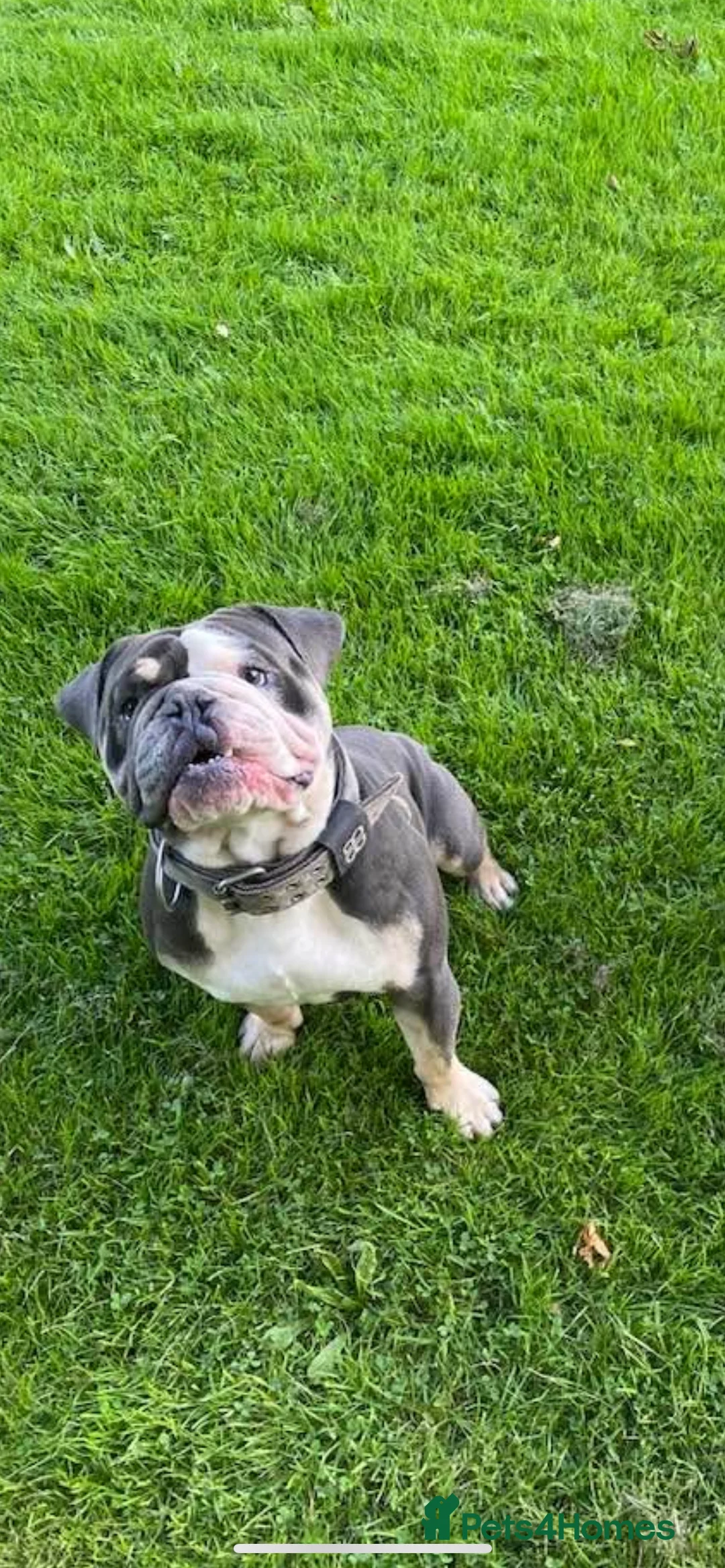 Olde English Bulldogge dogs for sale: Draco  - Advert 3