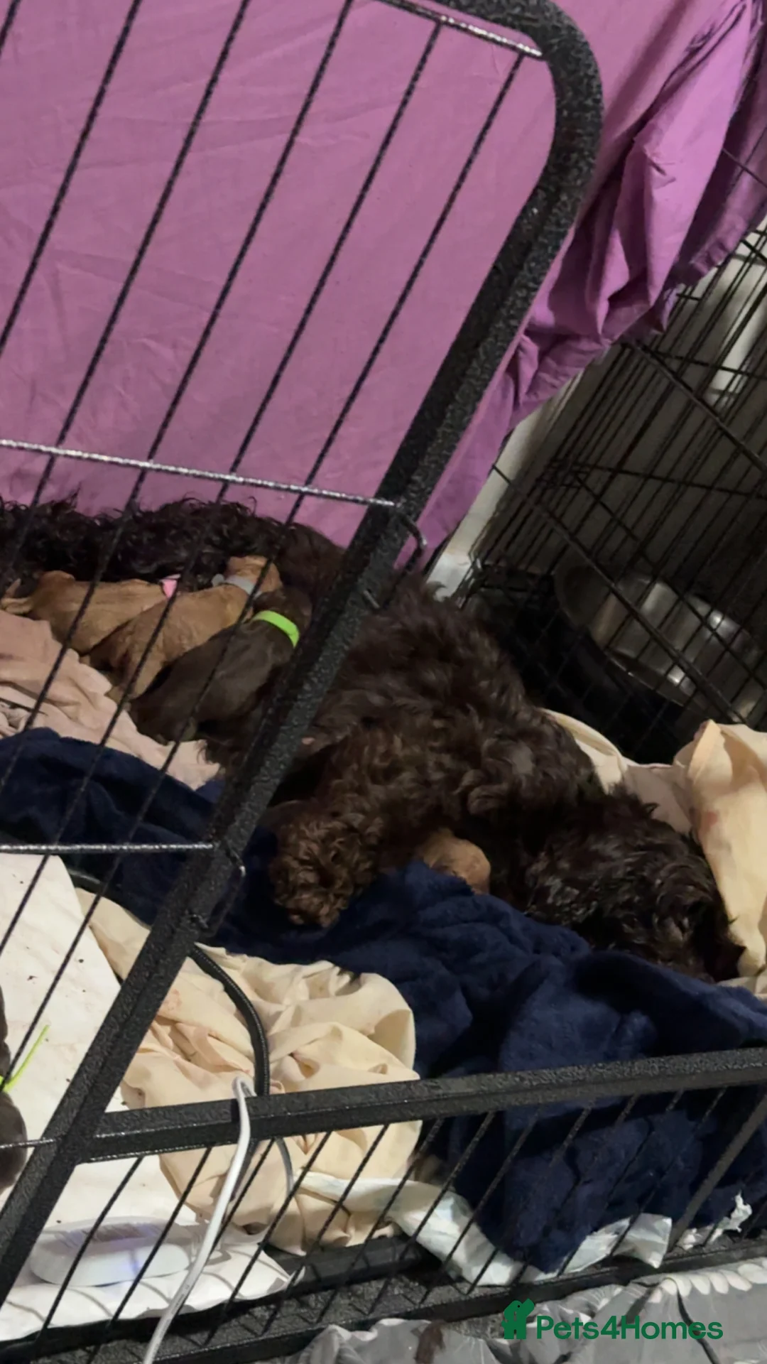 Cockapoo dogs for sale: Stunning F2 Cockapoo Puppies in Newton Aycliffe - Advert 2