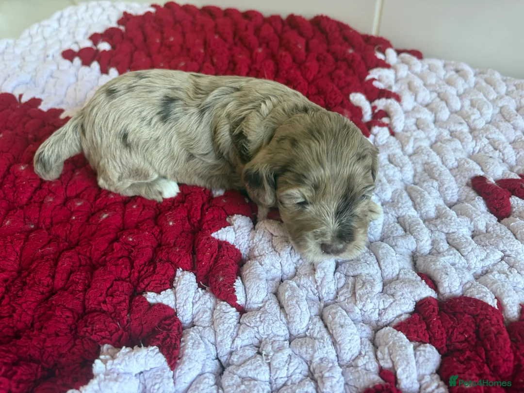 Cockapoo dogs for sale: Stunning cockapoos✨ with unique range of colours  - Advert 2