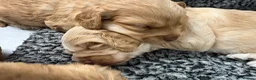 Cockapoo dogs for sale: Stunning f1 cockapoo’s - Advert 5