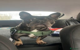 French Bulldog dogs for sale: Frenchie  - Image 5