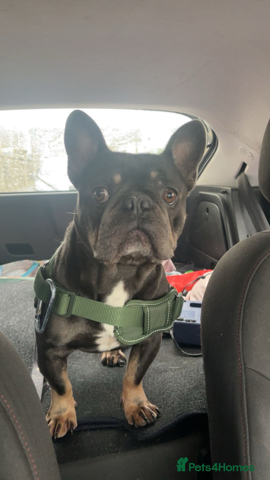 French Bulldog dogs for sale: Frenchie  - Image 5
