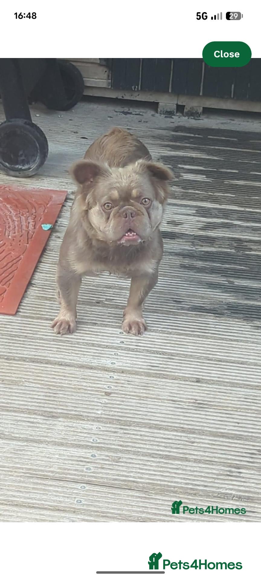 French Bulldog dogs Female fluffy French bulldog  - Advert 5