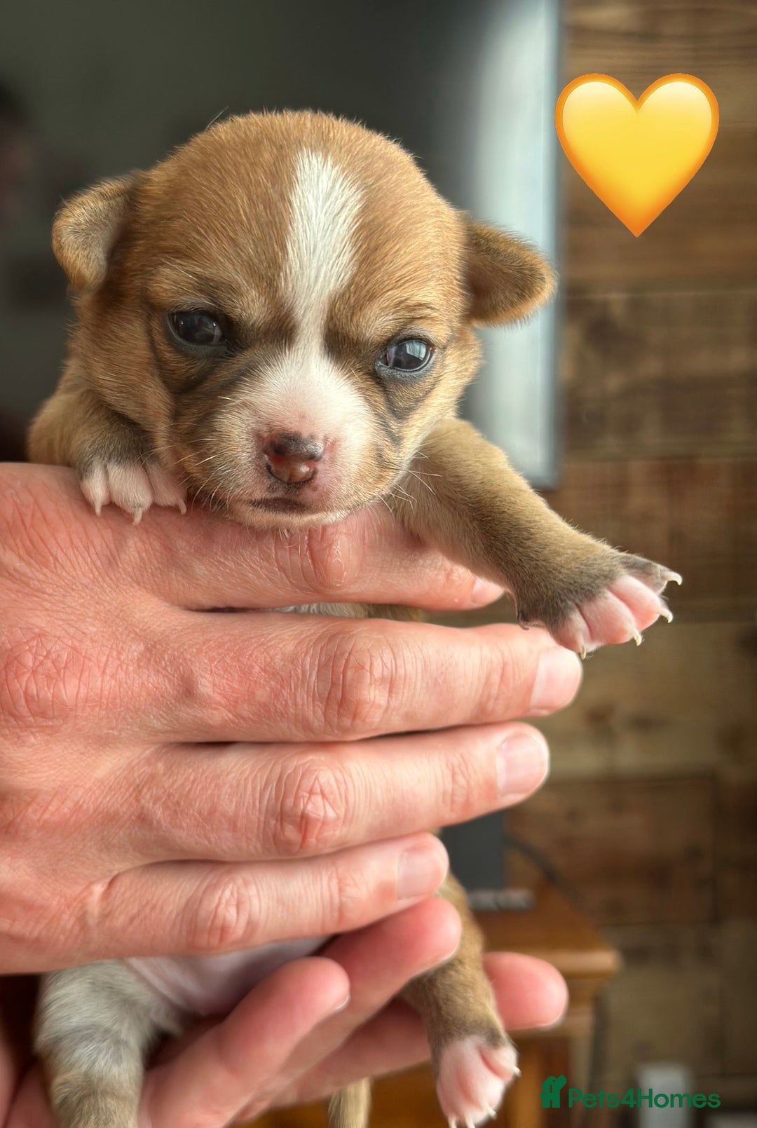 Chihuahua dogs for sale: 6 Gorgeous Chihuahua Puppies 🐶💙🩷🩷🩷🩷💙  - Image 17