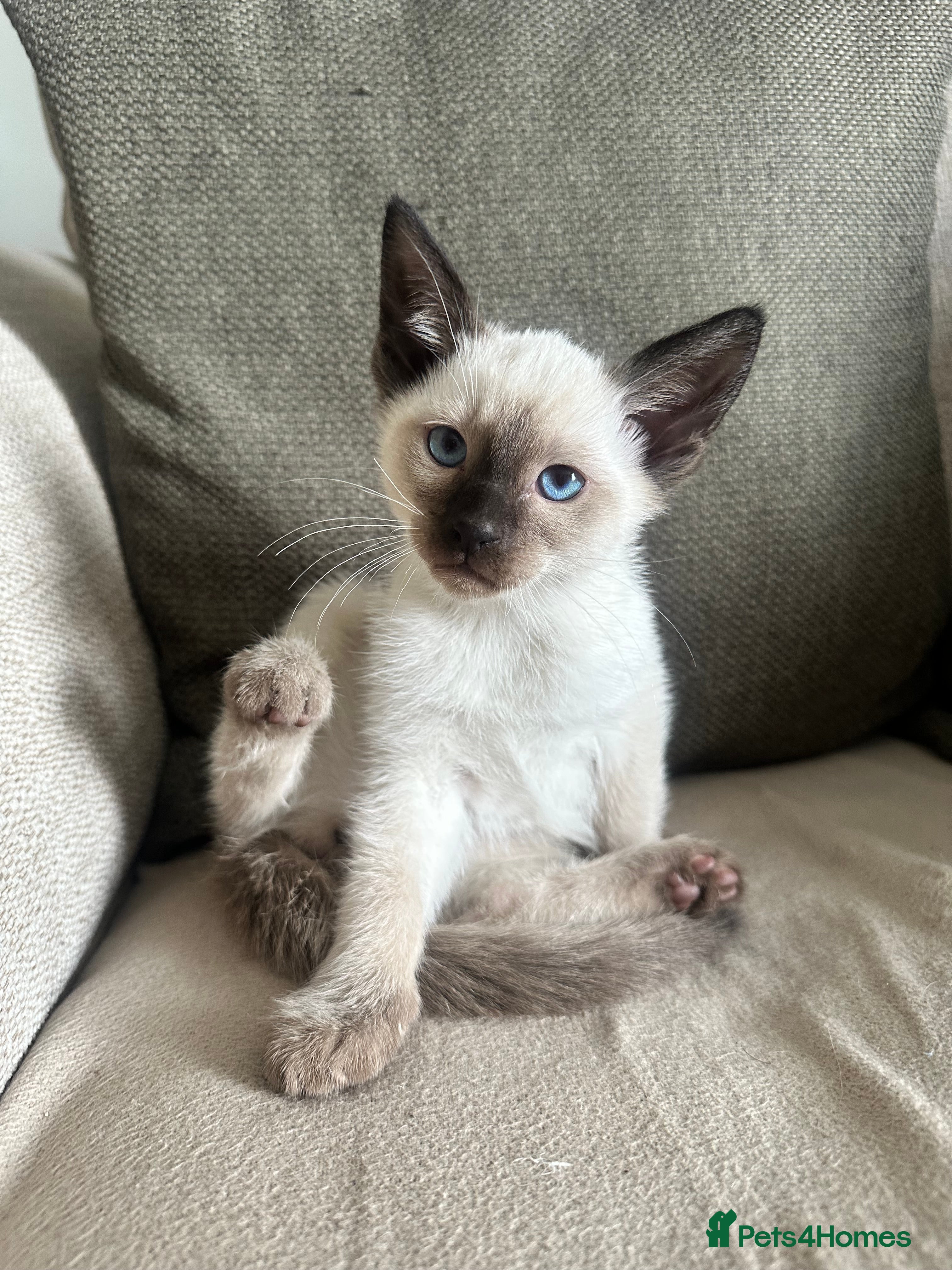 Siamese cats Siamese Kittens  - Advert 2