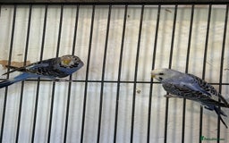 Budgerigars birds for sale: Adult budgies in Whitstable - Image 7