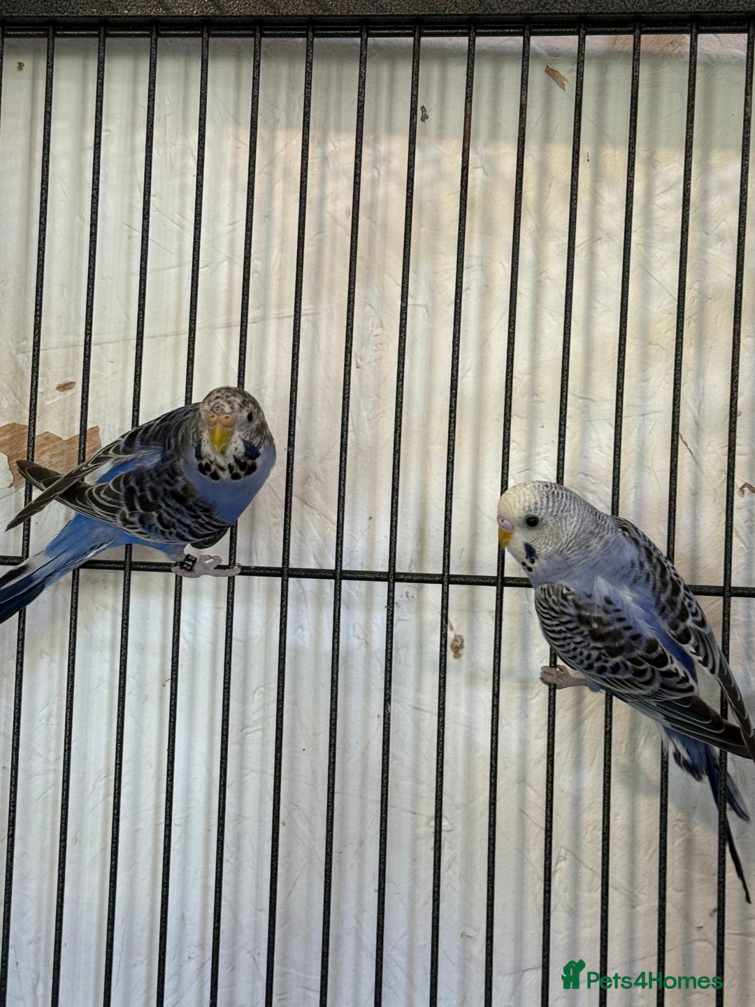 Budgerigars birds for sale: Adult budgies in Whitstable - Image 7