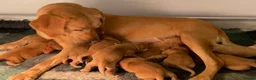 Labrador Retriever dogs for sale: EXCEPTIONALLY WELL BRED LABRADOR PUPPIES - Advert 6