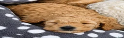 Toy Poodle dogs for sale: Beautiful Parti Toy Poodle Puppy  - Advert 8