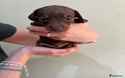 Miniature Dachshund dogs for sale: Beautiful miniature dachshund puppies - Image 3