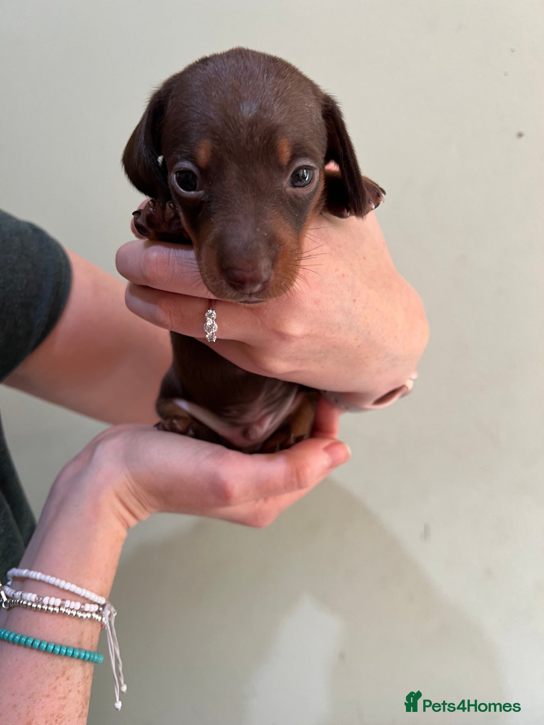Miniature Dachshund dogs for sale: Beautiful miniature dachshund puppies - Image 3