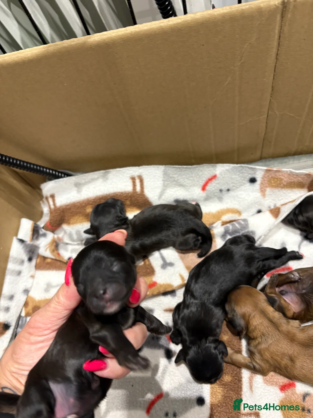 Shihpoo dogs for sale: Shihpoo f1 puppies  🩷🩷 - Advert 11