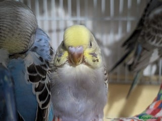 Budgerigars birds Baby budgies - Advert 1