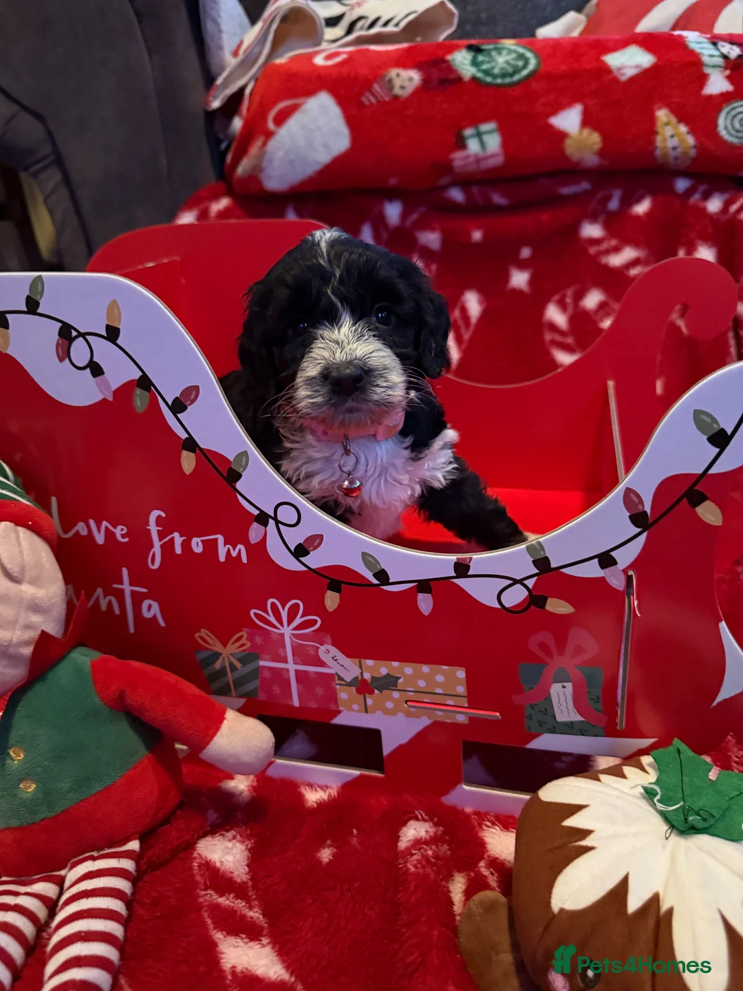 Cockapoo dogs for sale: Miniature f1 Cockapoos puppies - Advert 10