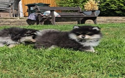 Pomsky dogs for sale: Pomsky puppies very small toy size F3  - Image 19
